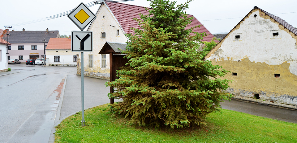 odumírání napadených severoamerických smrků